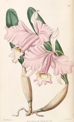 Cattleya labiata (come sin. Cattleya lemoniana)